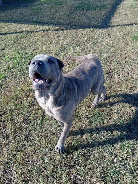 Salak, stupendo shar pei grigio tigrato | Foto 5