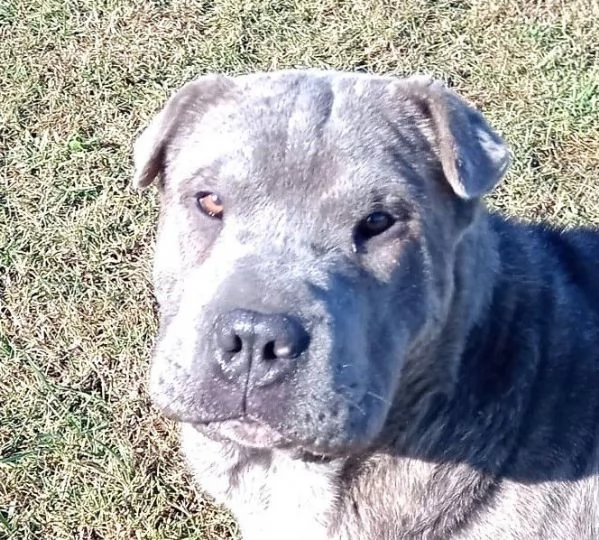 Salak, stupendo shar pei grigio tigrato