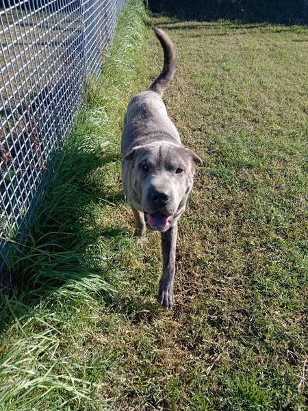 Salak, stupendo shar pei grigio tigrato | Foto 3