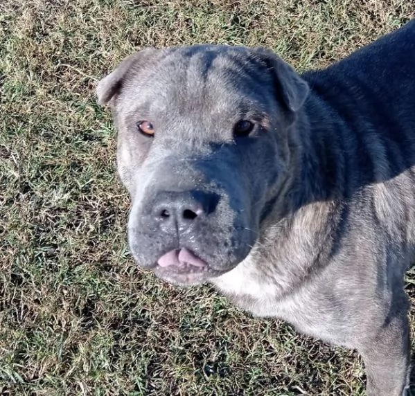 Salak, stupendo shar pei grigio tigrato | Foto 2