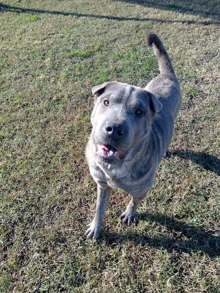 Salak, stupendo shar pei grigio tigrato | Foto 1