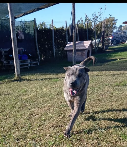 Salak, stupendo shar pei grigio tigrato | Foto 0