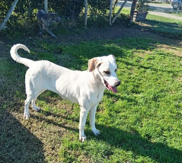 Tesla, dolcissima mamma labradorina