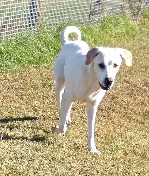 Tesla, dolcissima mamma labradorina | Foto 6