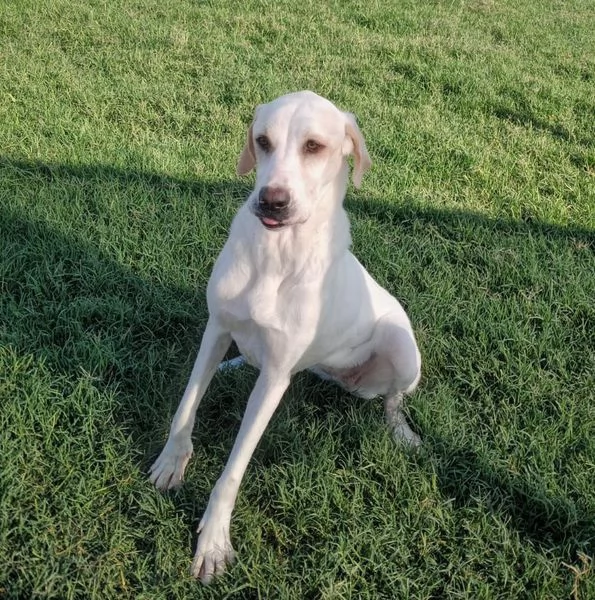 Tesla, dolcissima mamma labradorina | Foto 4