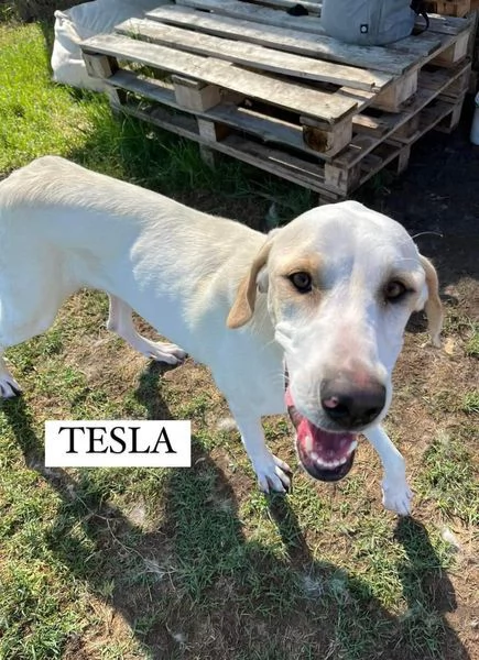 Tesla, dolcissima mamma labradorina | Foto 3