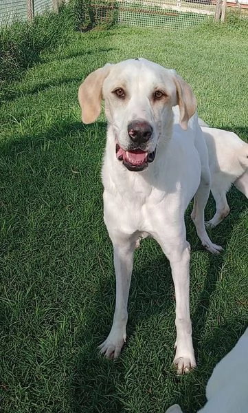 Tesla, dolcissima mamma labradorina | Foto 2