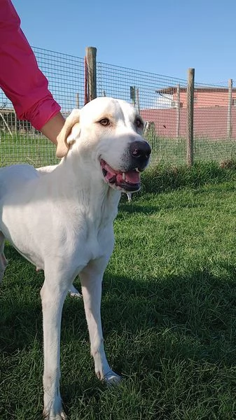 Tesla, dolcissima mamma labradorina | Foto 1