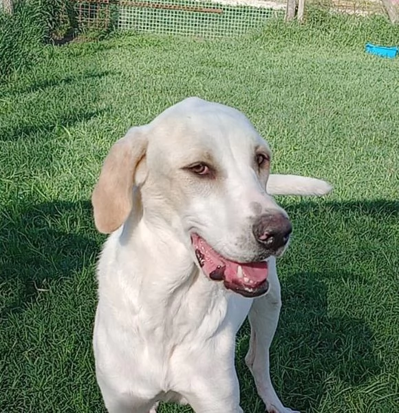 Tesla, dolcissima mamma labradorina | Foto 0