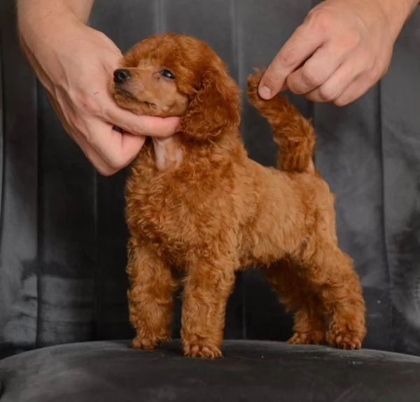 Cuccioli di barboncino nano rosso | Foto 2