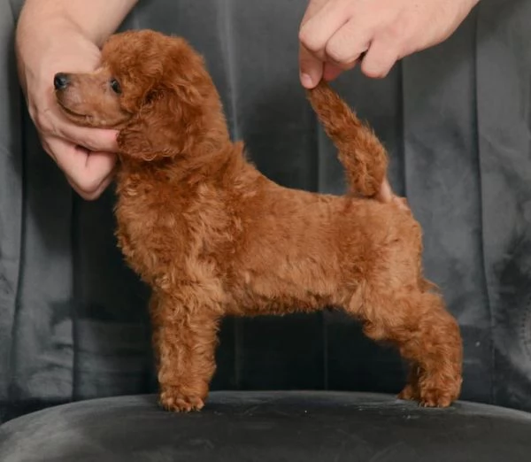 Cuccioli di barboncino nano rosso