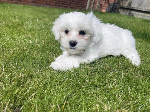 Cuccioli Maltese toy dai 3 ai 4 mesi  | Foto 0