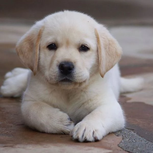 egalo CUCCIOLI LABRADOR BELLISSIMI CUCCIOLI DI LABRADOR DI PRIMA SCELTA IN PRONTA CONSEGNA MICROCIPP