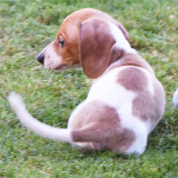 Regalo adorabili cuccioli bassotto femminucce e maschietti gratuita i cuccioli sono vaccinati svermi