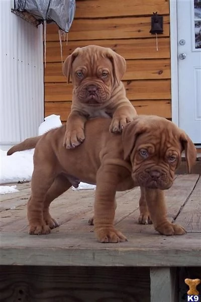 Regalo Cuccioli dogue de bordeaux Disponibili bellissimi cuccioli di dogue de bordeaux, genitori vis