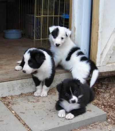 adorabili cuccioli di border collie femminucce e maschietti disponibili per l'adozione gratuita i cu