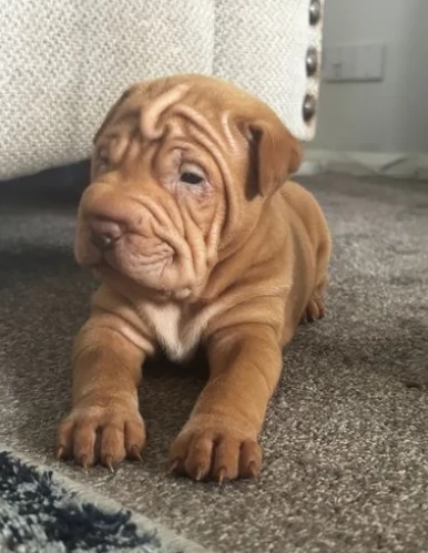 Bellissimi e Dolcissimi Cuccioli shar pei