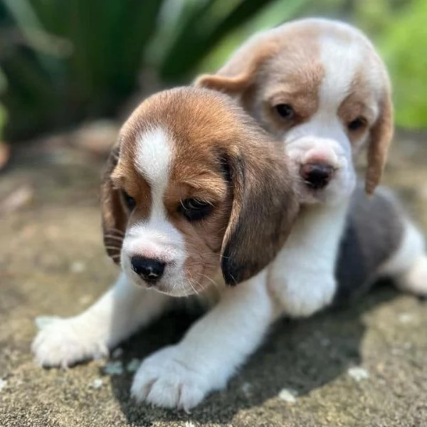 CUCCIOLI DI BEAGLE 