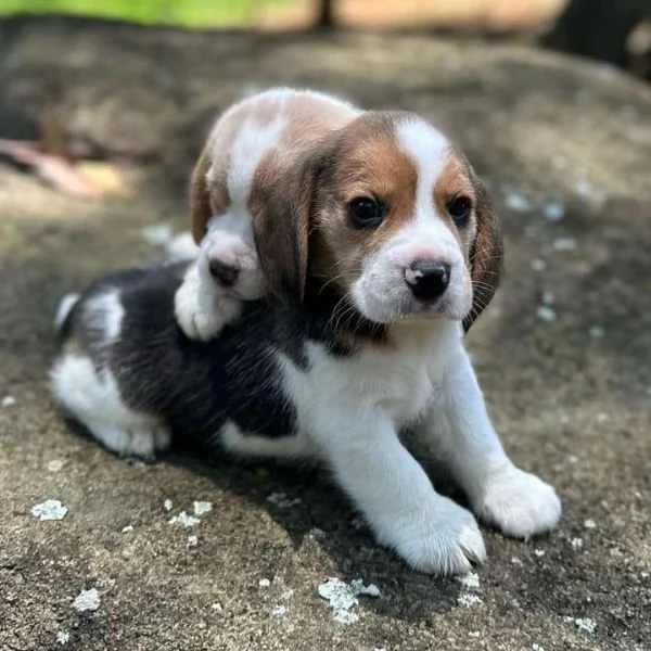 CUCCIOLI DI BEAGLE  | Foto 0