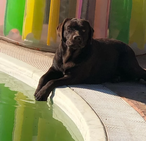 Labrador cuccioli  | Foto 3