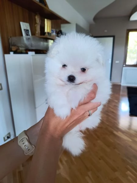 Cuccioli Volpino di Pomerania Spitz con pedigree | Foto 4