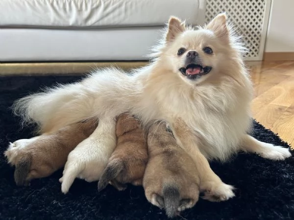 Cuccioli Volpino di Pomerania Spitz con pedigree | Foto 2