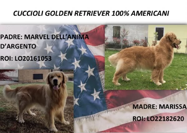 Golden retriever 100% americani 