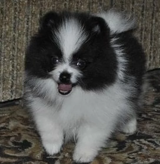 cuccioli di volpino di pomerania | Foto 0