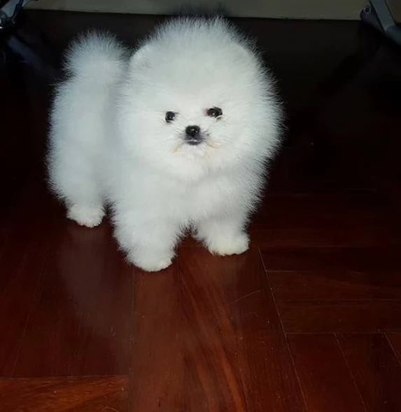 cuccioli di pomerania | Foto 1