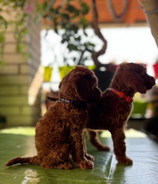 Cuccioli di barboncino nano | Foto 3