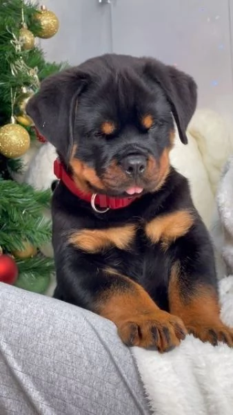 REGALO Cuccioli di rottweiler 1 femmine e un maschietto. i cuccioli sono gia disponibili e verranno 