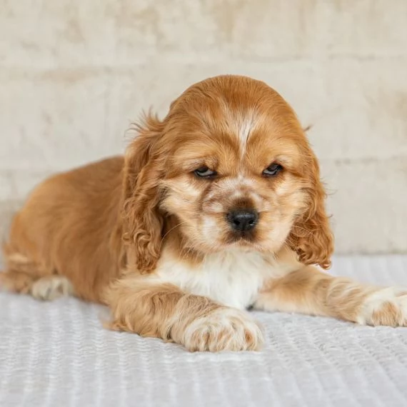 Regalo CUCCIOLI COCKER SPANIEL 1 maschio e 2 femmine .I cuccioli verranno con PEDIGREE, microchip, v