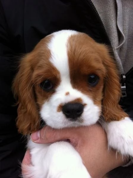 cuccioli di cavalier king femminucce e maschietti disponibili per l'adozione gratuita i cuccioli son