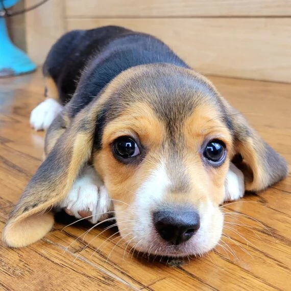 Regalo cuccioli di Beagle cuccioli di Beagle , ancora disponibili un maschio e una femmina . I cucci