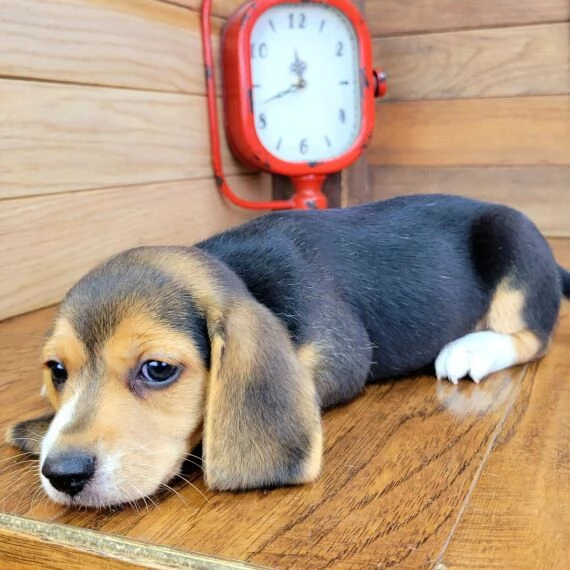 Regalo cuccioli di Beagle cuccioli di Beagle , ancora disponibili un maschio e una femmina . I cucci | Foto 1