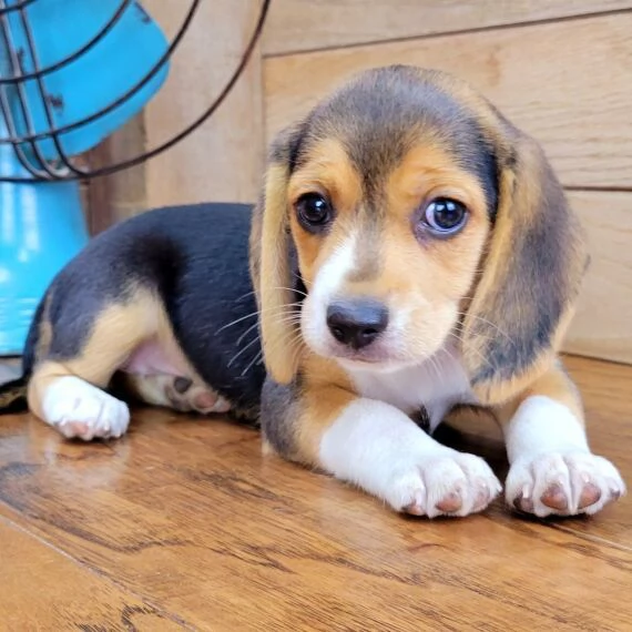 Regalo cuccioli di Beagle cuccioli di Beagle , ancora disponibili un maschio e una femmina . I cucci | Foto 0