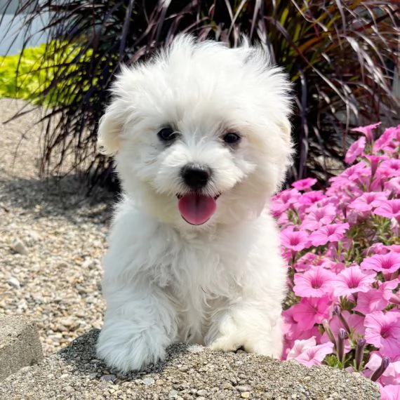 Regalo cuccioli di maltese per l'adozione disponibili per una buona case, i cuccioli sono ben treno  | Foto 0