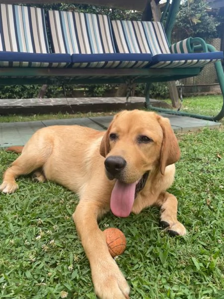 Regalo cucciola di labrador di 6 mesi