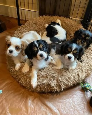 Disponibili Cuccioli di Cavalier King 