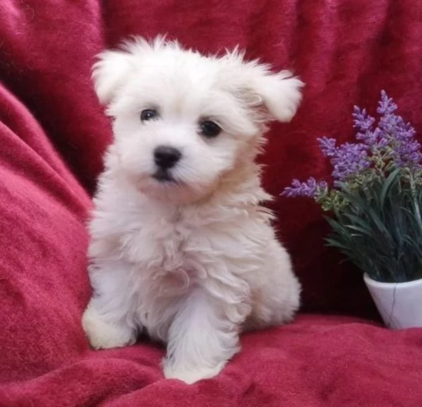 Regalo Cuccioli Maltesi | Foto 0