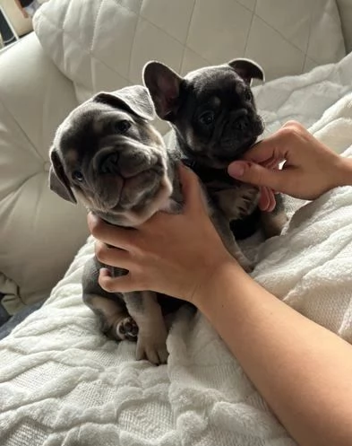 Cuccioli di Bouledogue Francese | Foto 0