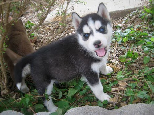 Cuccioli di siberian husky