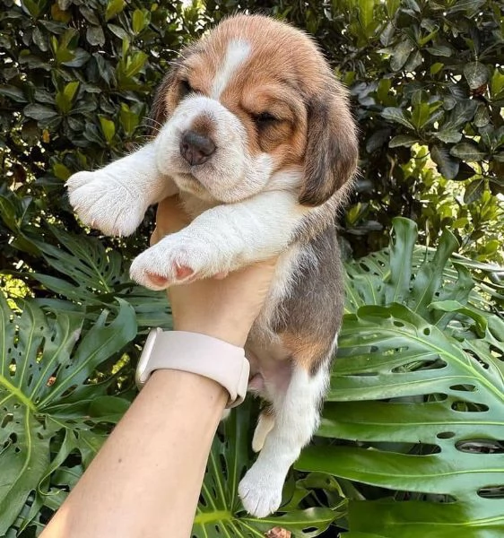 Dolci cuccioli di Beagle maschi e femmine