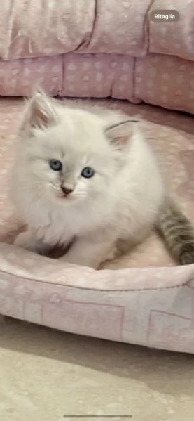 Cuccioli di gatto siberiano 