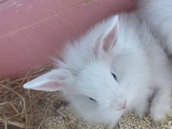 Vendo piccoli coniglietti testa di leone nani  | Foto 0