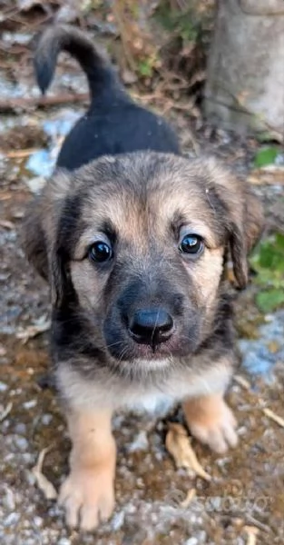 ADOZIONE MERAVIGLIOSI CUCCIOLI IN CANILE | Foto 0