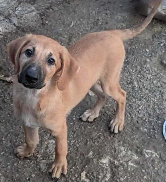 Adorabile cucciola in adozione | Foto 0