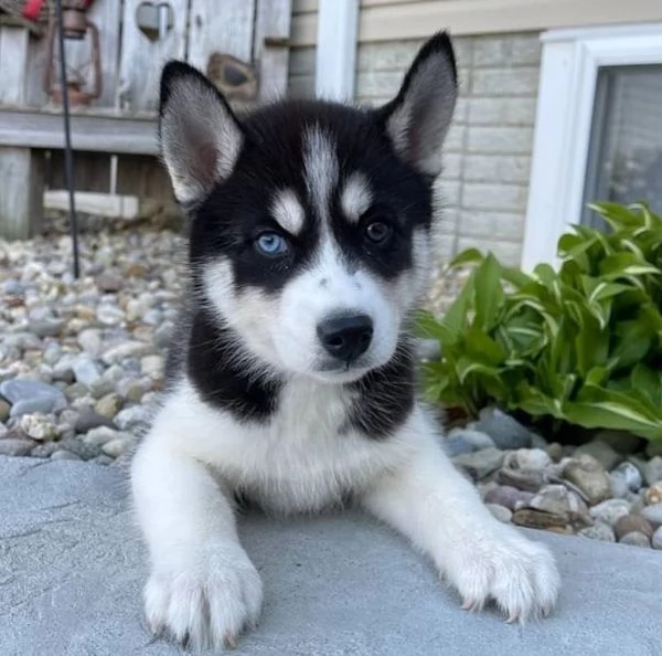 !!Siberian husky cuccioli !!!