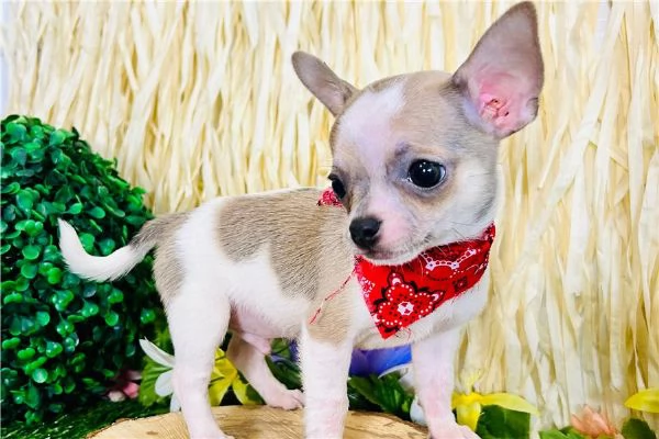 cucciolo Chihuahua mini pedigree  | Foto 4