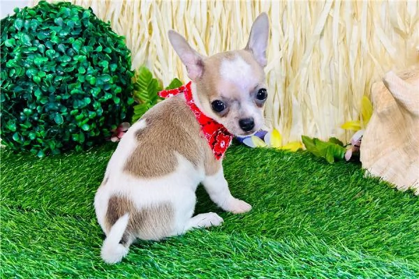 cucciolo Chihuahua mini pedigree 